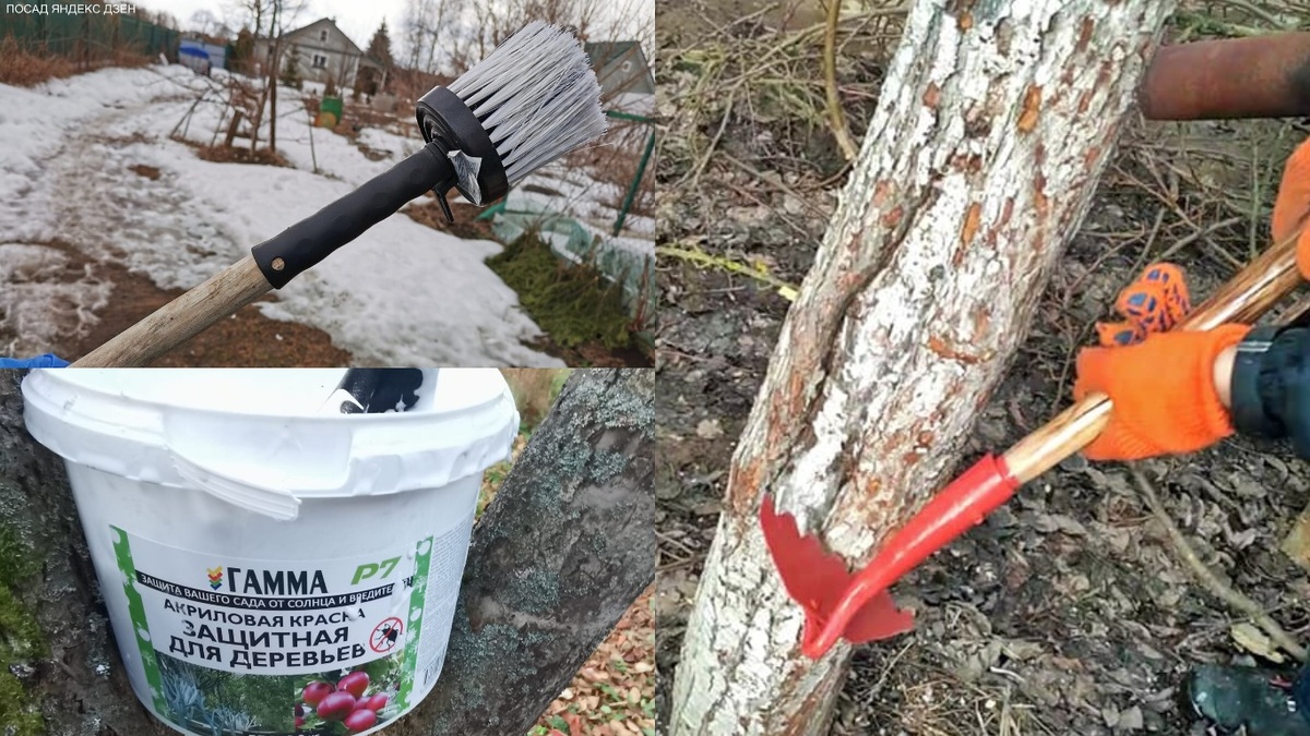 Вот что нужно для качественной побелки деревьев.