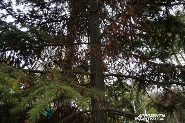    Поражённые деревья становятся рыжими. Фото:  АиФ/ Дмитрий Шадрин