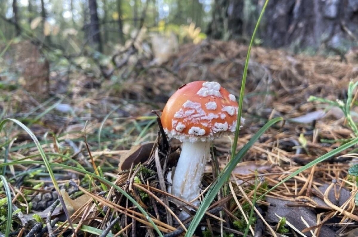    KP.RU: Россия экспортирует тонны сушеных мухоморов в Америку и Азию