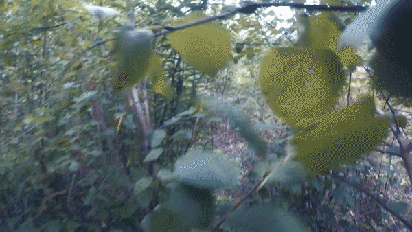 А вот и начались «джунгли». Идти становится всё сложнее.