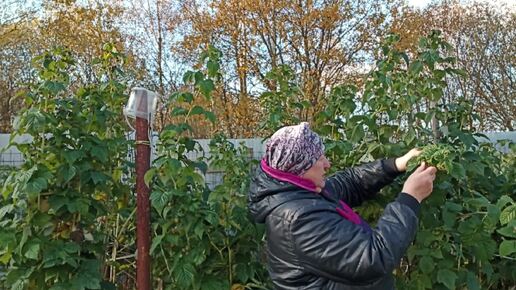 Отвечаю на вопрос подписчицы Как мы подвязываем малину