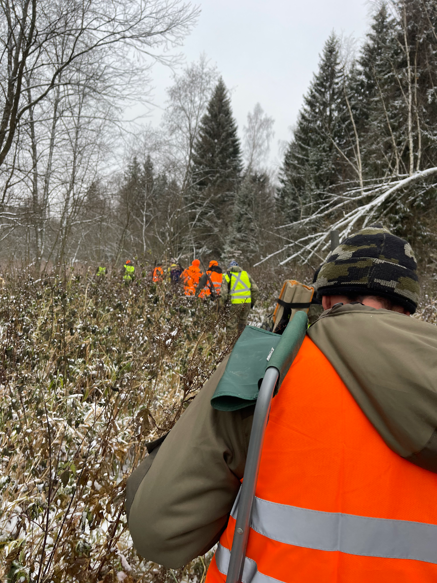 Загонная охота в Московской области 2024