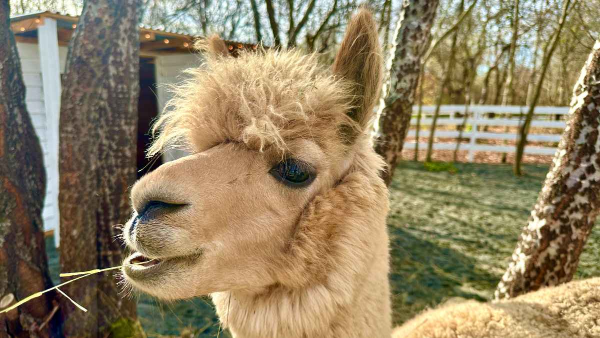 Иногда мне кажется, что именно так слушают некоторые мои доводы)))