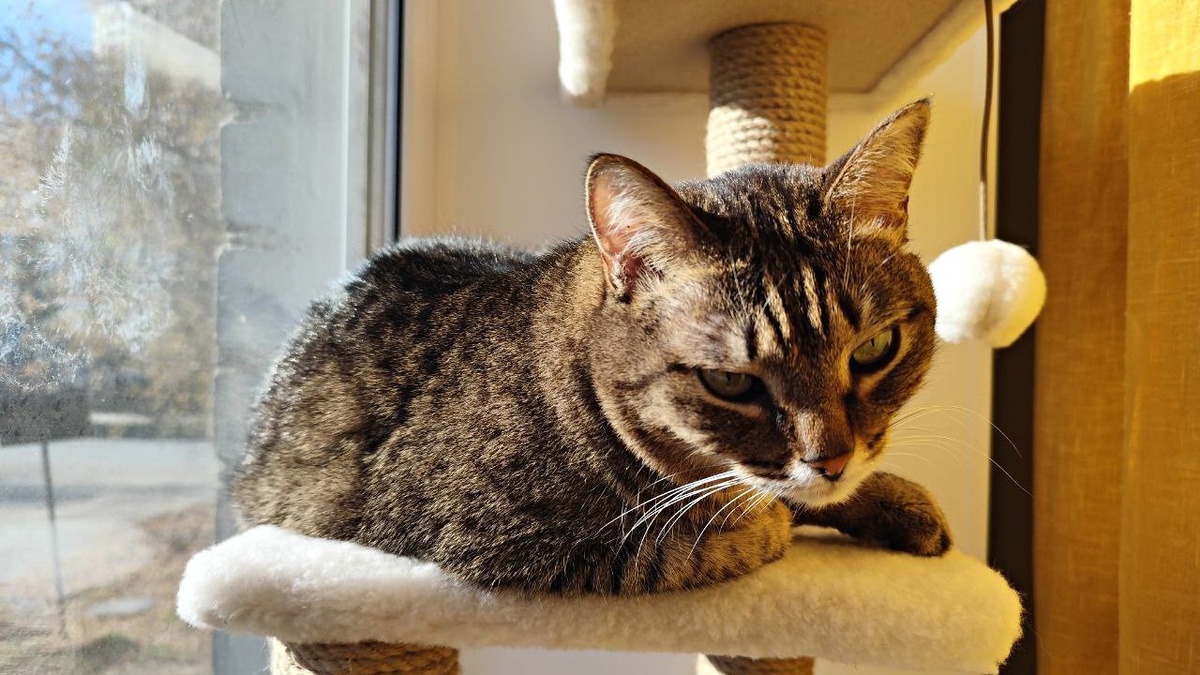 Легла погреться на осеннем солнышке