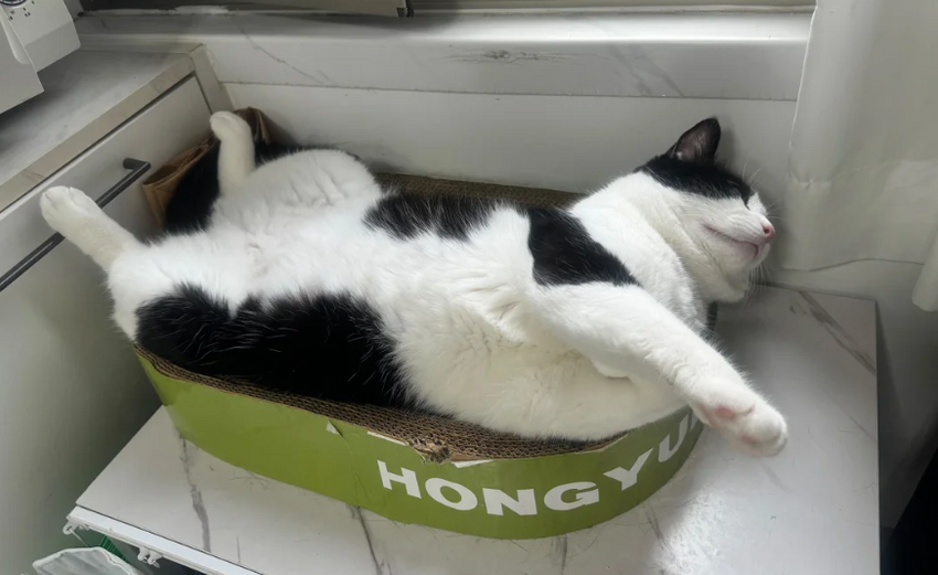 Кот, которого не берут на работу. Фото: CNN