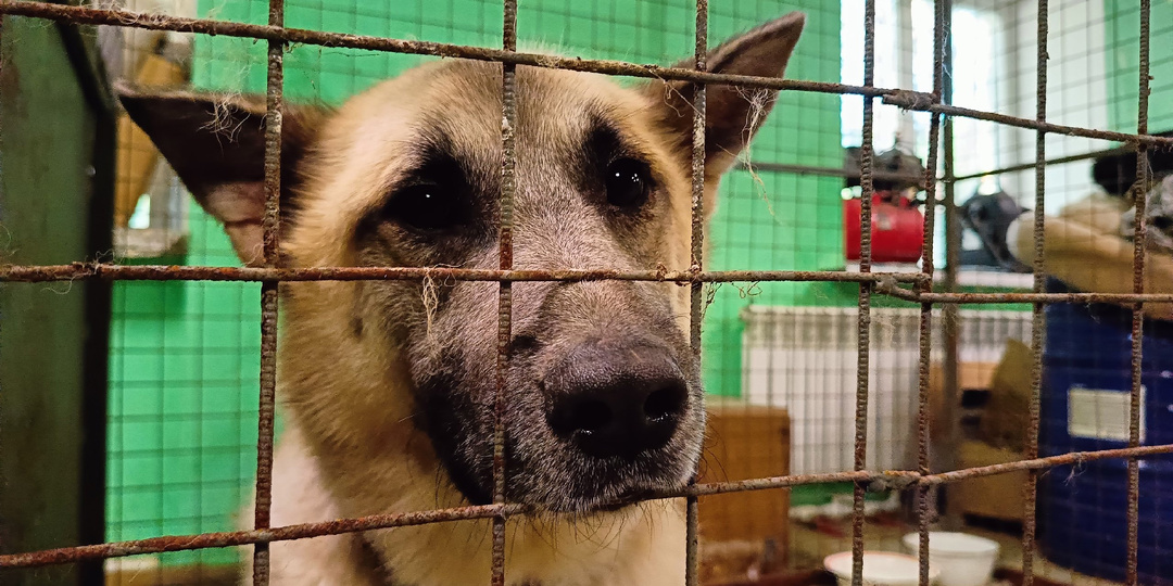 Необязательно приезжать на весь день, можно приехать на несколько часов в приют. Волонтерский день завтра