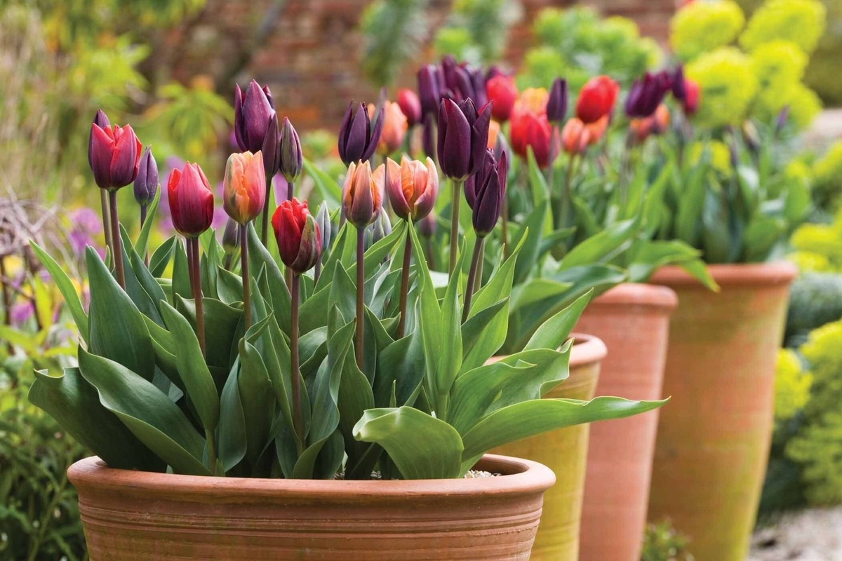     Как правильно посадить весенние луковичные цветы в горшки осенью: подробная инструкция