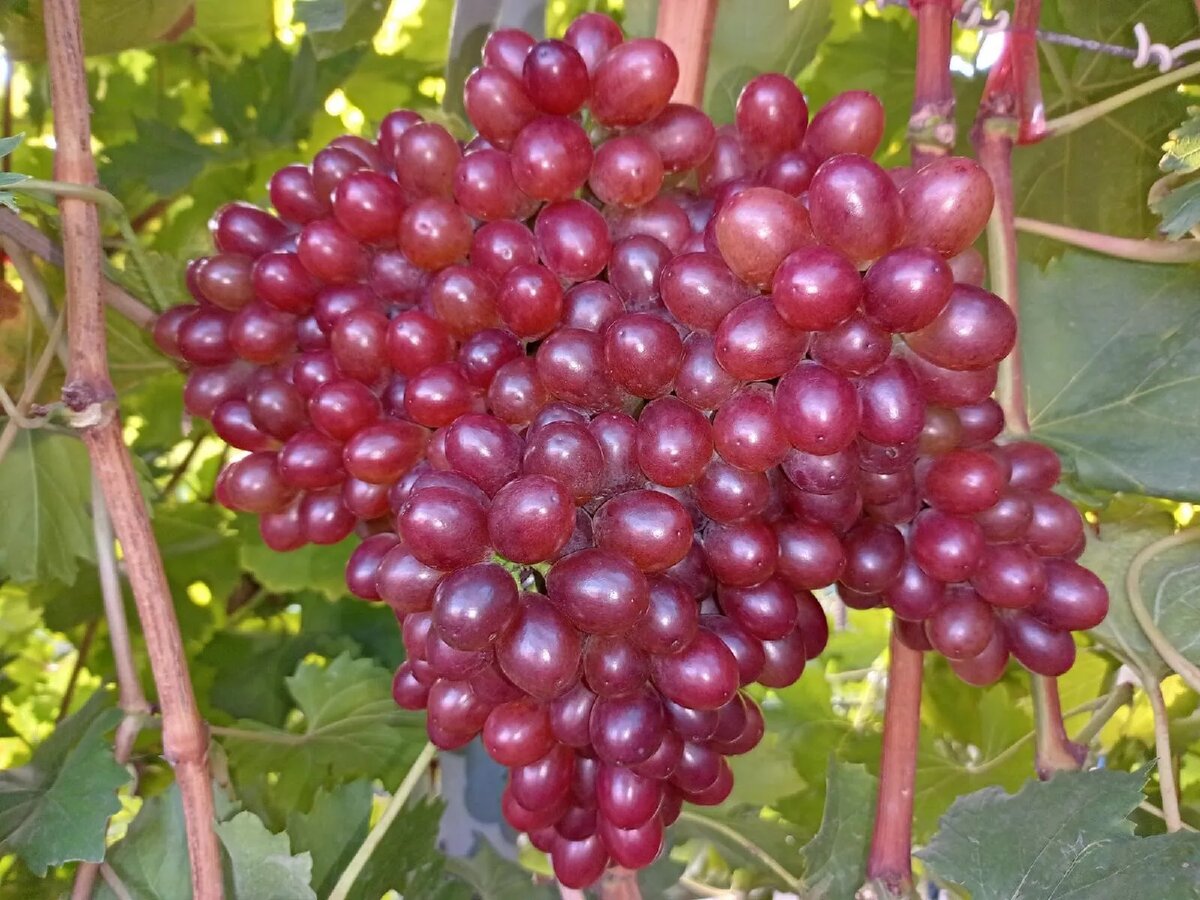 Алиса в Стране Чудес.(фото М.Мансурова)