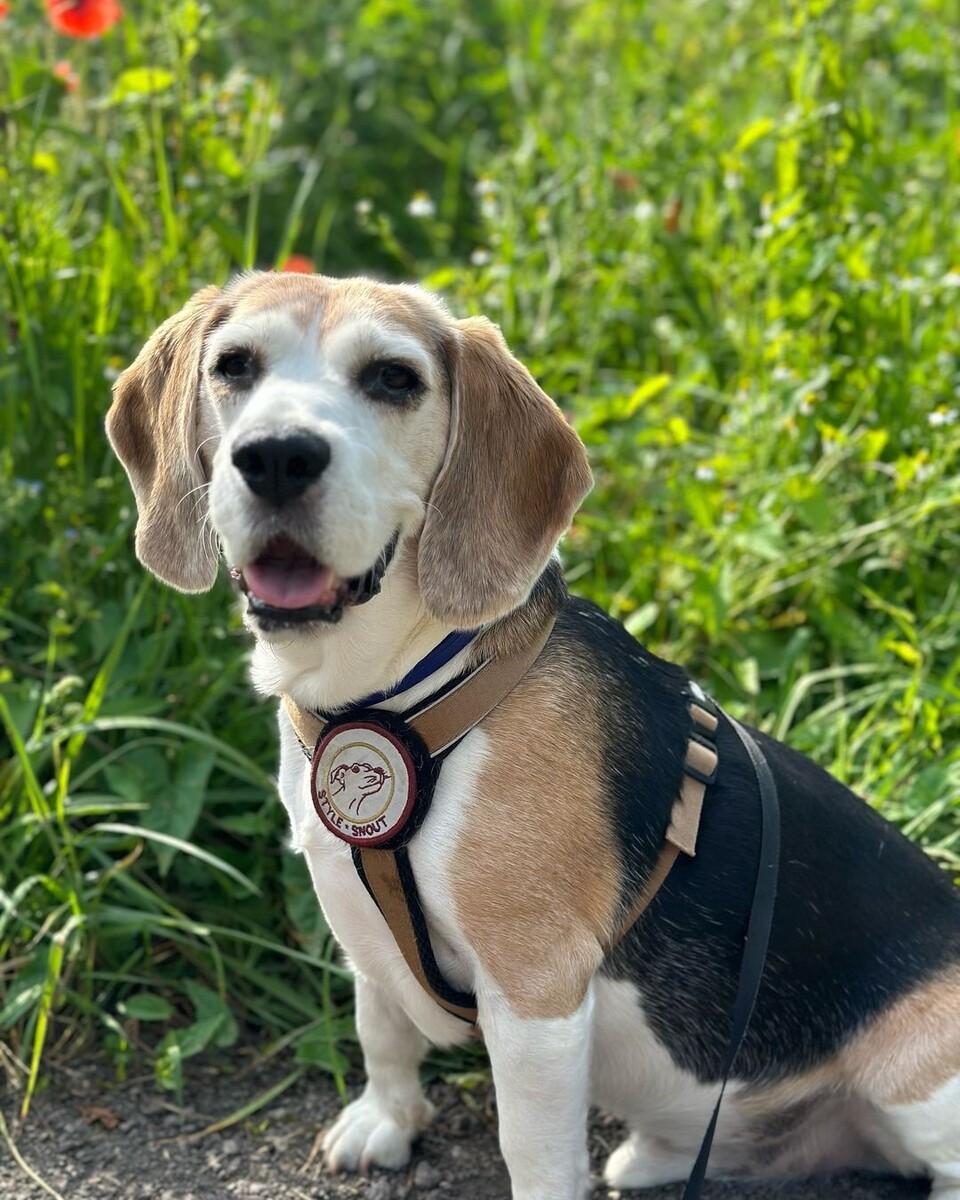 @melanie_und_manni.der.beagle