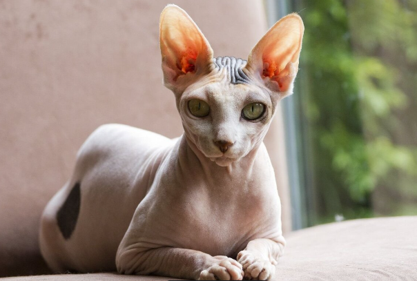 Вот это кошара. Думал я до этой статьи. После нее я передумал брать этого пушистика.