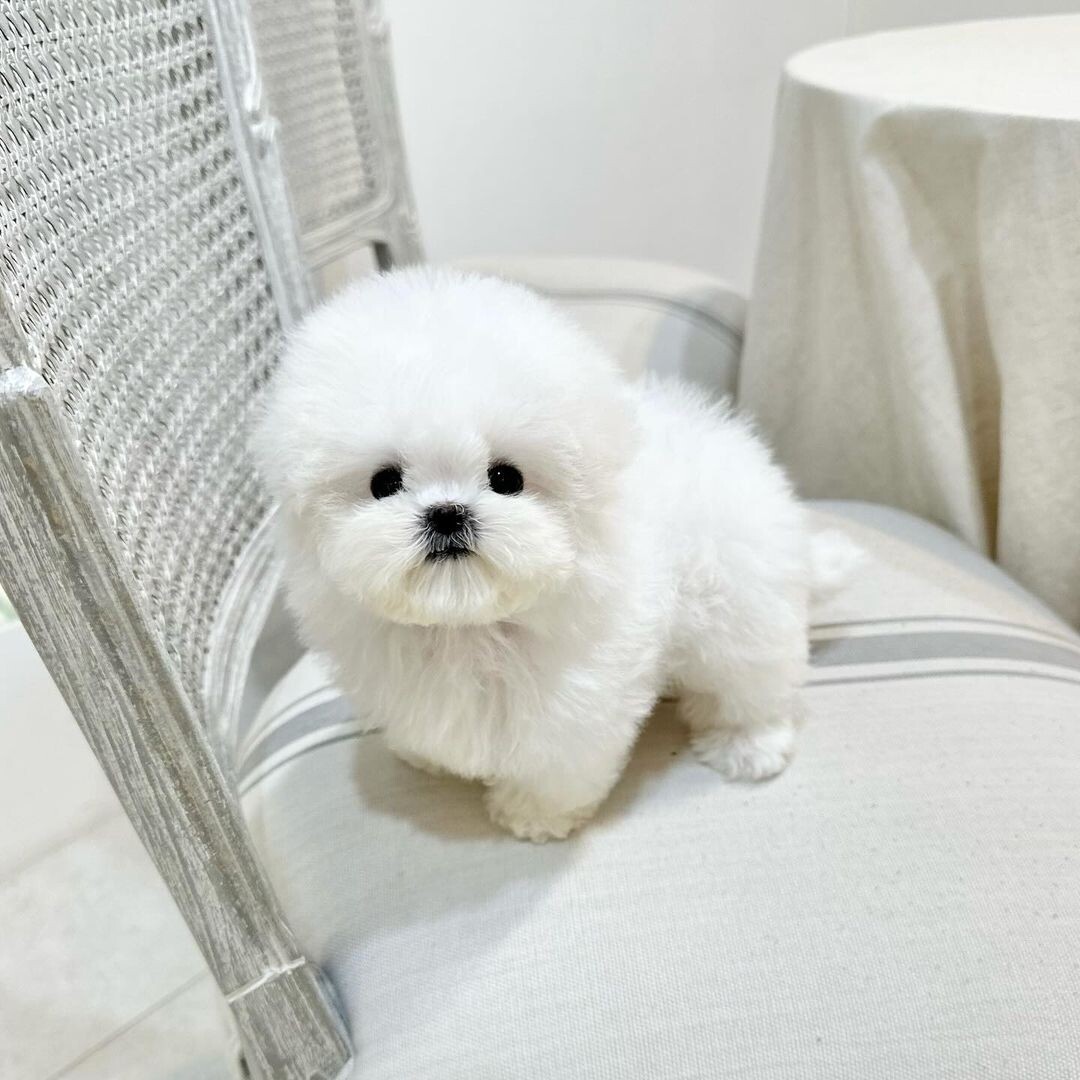 @teacuppuppy_jinikennel