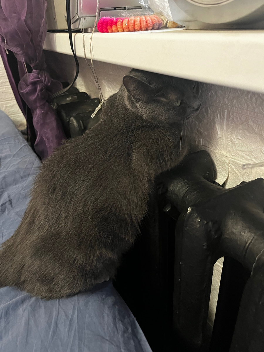 Кия греется на батарее 