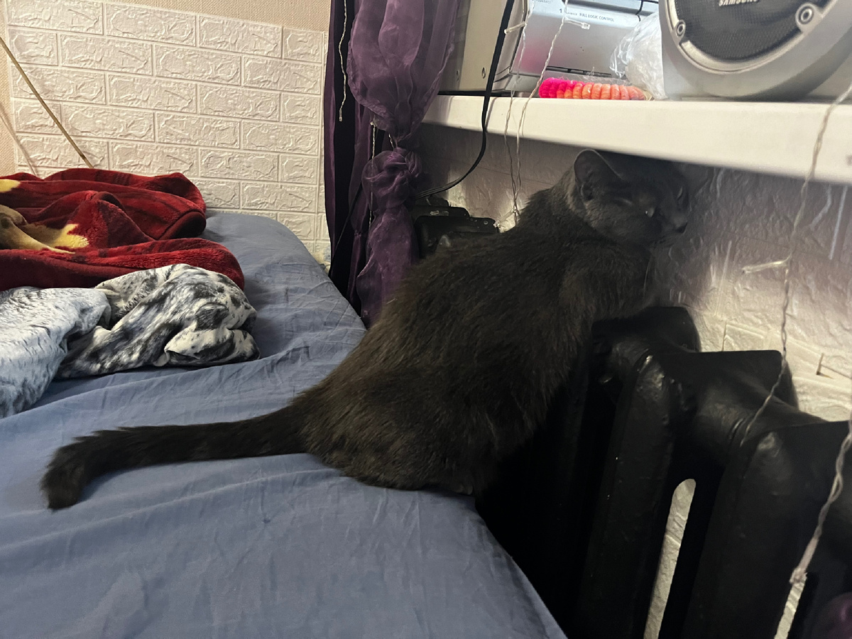 Кошка кия согревается(