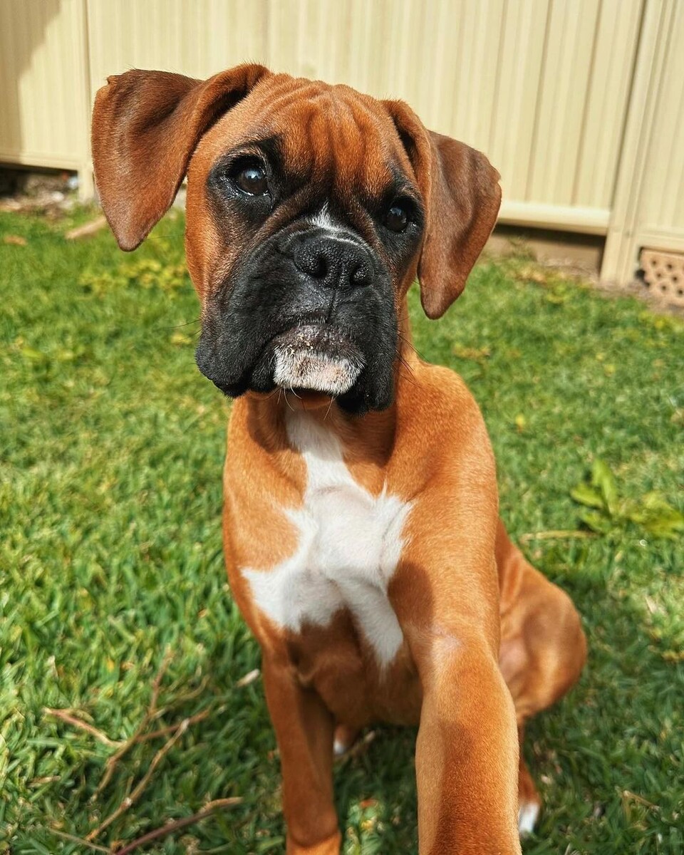 @theboxerworld