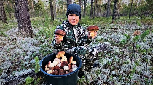 ЗАКРЫЛИСЬ ПОЛНЫМ ВЕДРОМ ГРИБОВ! ПОСЛЕДНИЙ УРОЖАЙ БЕЛЫХ ГРИБОВ СОБРАЛИ В ЛЮБИМОМ ЯМАЛЬСКОМ ЛЕСУ!