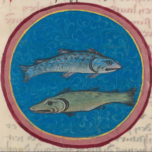 Рыбы. Кодекс Шюрштаб. XV в.
