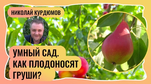 Умный сад. Как и на чём плодоносят груши?