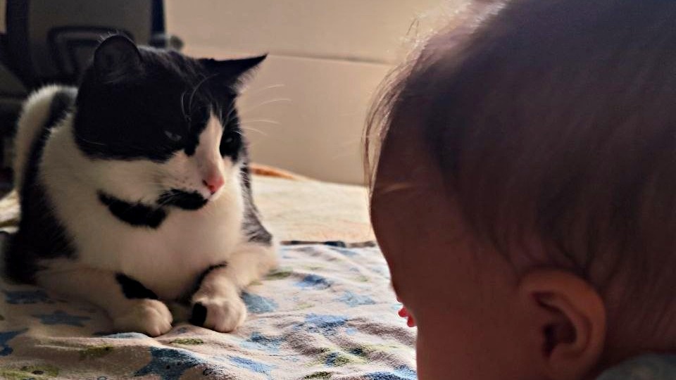 Детям и животным интересно вместе