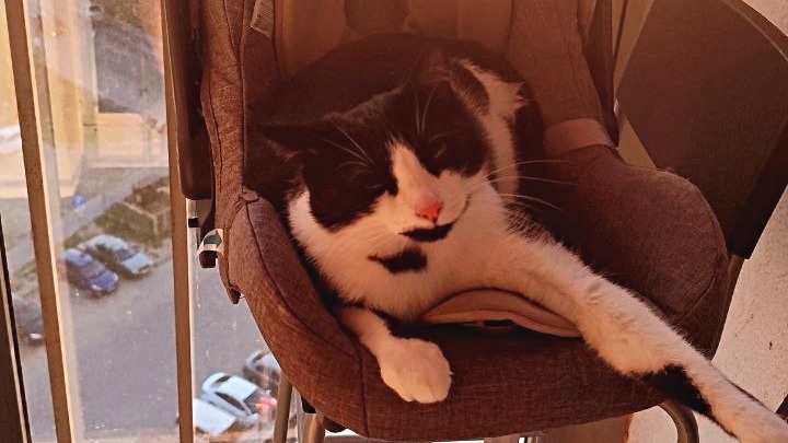 Кот искренне считает, что все вещи его