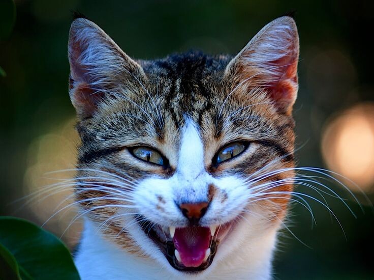 источник фото: https://i.pinimg.com/736x/a1/fa/63/a1fa63a08722e9d0edb224e9051545d9.jpg