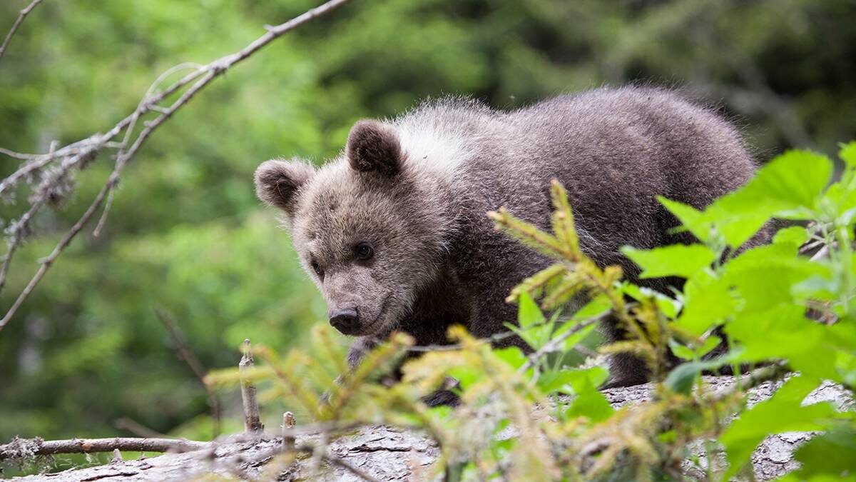    Фото: Shutterstock