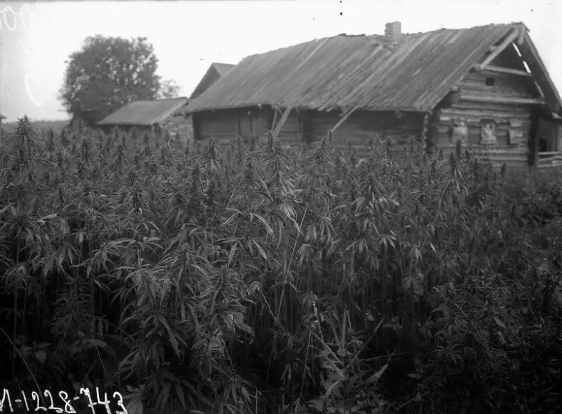 Пример выращивания коноплянника на юге Карелии в Олонецком р-не. Фото: Беликов Александр Антонович. 1927г.