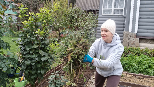 ПЯТЬ МИНУТОК В САДУ 18.10.24 | УЛОЖИЛА РОЗУ | СРЕЗАЛА КАПУСТУ | СПЛЕЛА ВЕНОК ДАЧА ОСЕНЬ