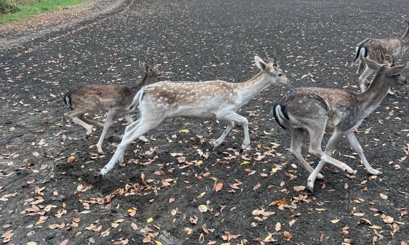    Фото пресс-службы министерства природы Краснодарского края