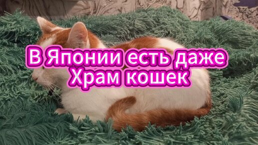 В Японии есть даже Храм Кошек