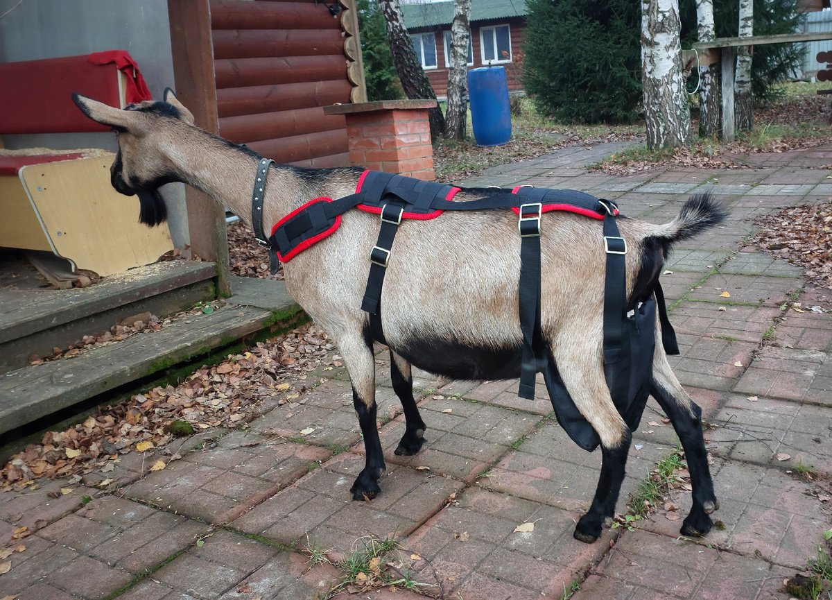 Лифчик для коз производства зооателье Kozochka