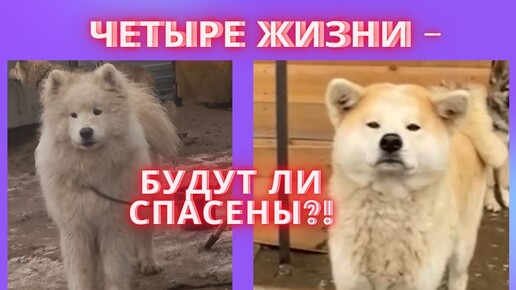 Четыре жизни - будут ли спасены?