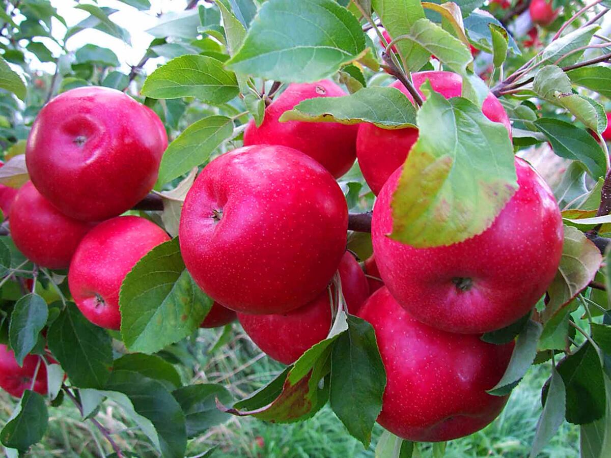 Яблоня