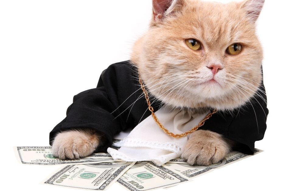 помойные коты