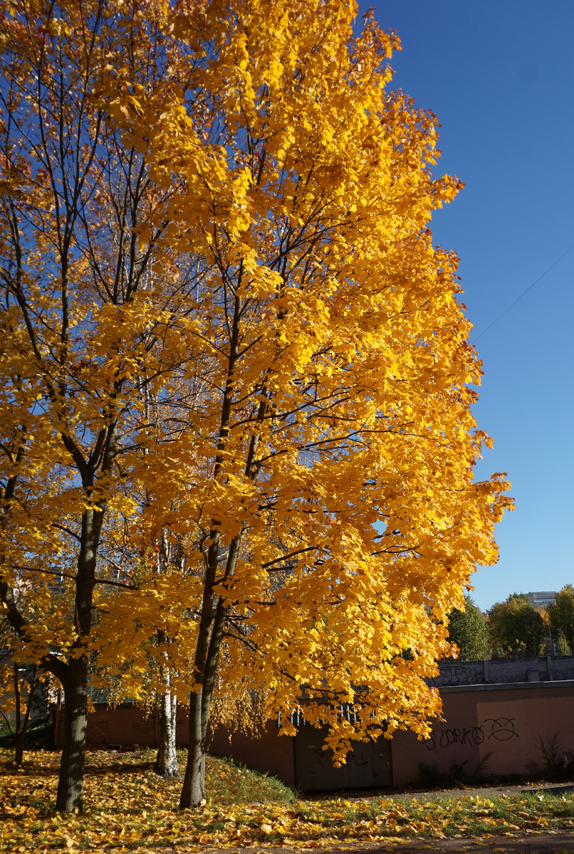 Золото бабьего лета