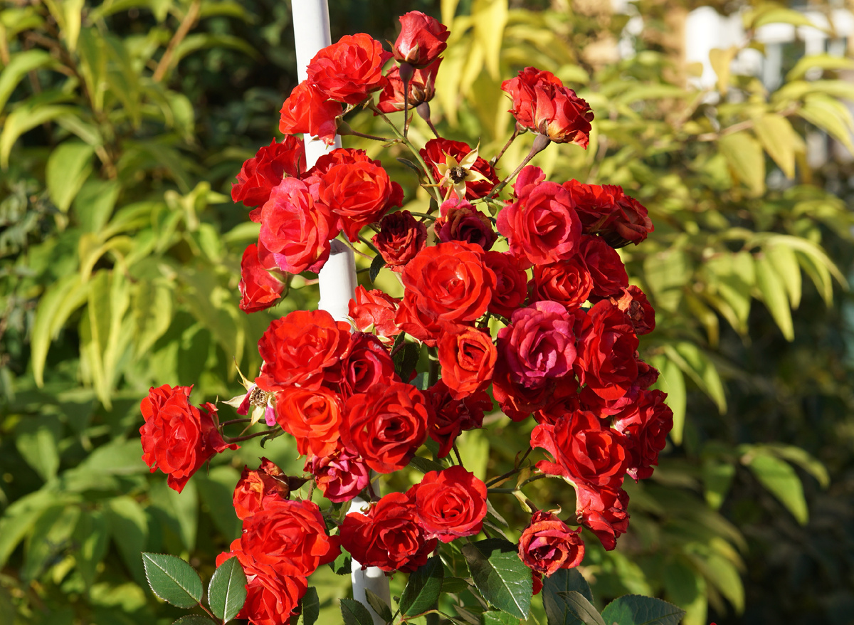 Букет октября