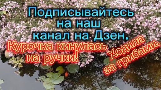 Курочка прыгнула на ручки! Ходила за грибами , 🍄 ничего не нашла. Красивый петух 🐓 пойдет в суп.