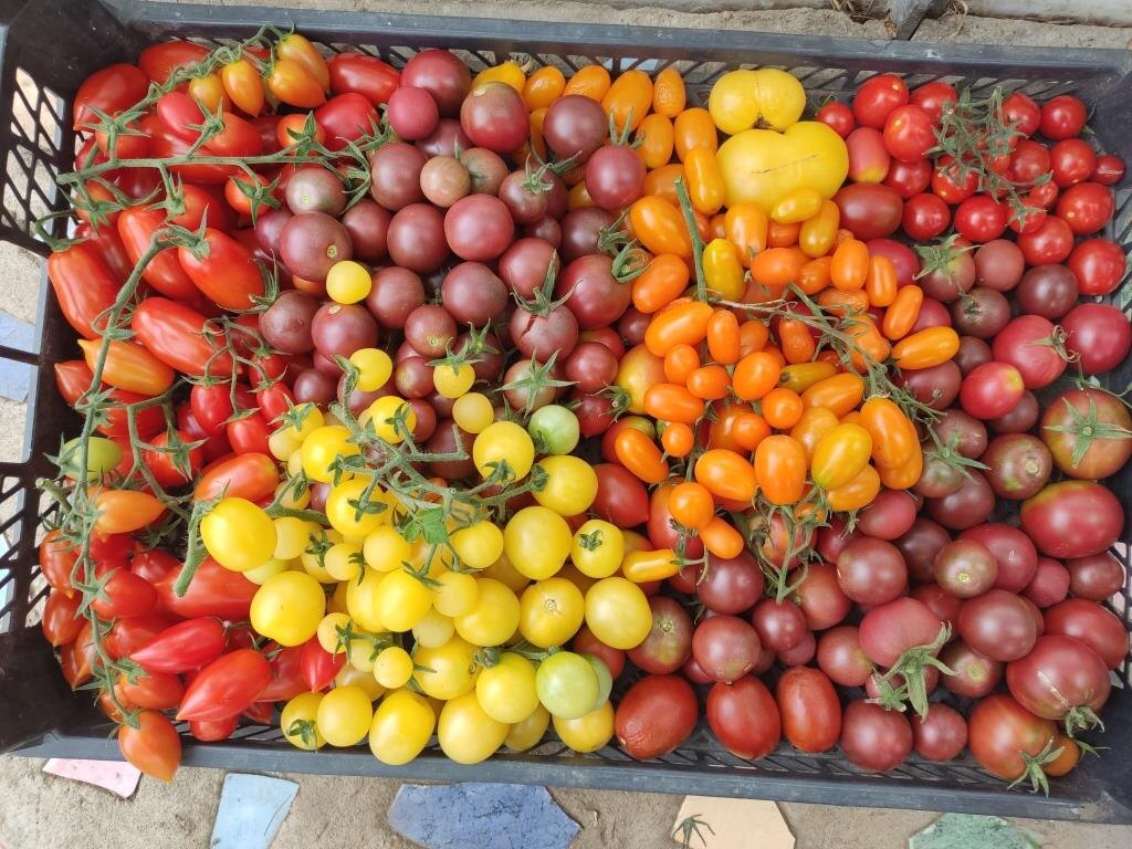 В статье будет несколько фото из каталогов, по которым можно заказать семена. Полный каталог на овощи и цветы можно посмотреть по ссылке на условия заказа в конце.