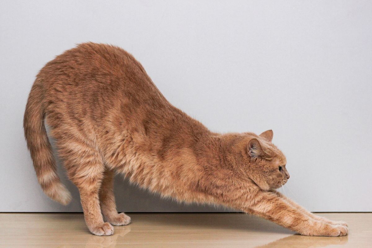 Кошка тянется 