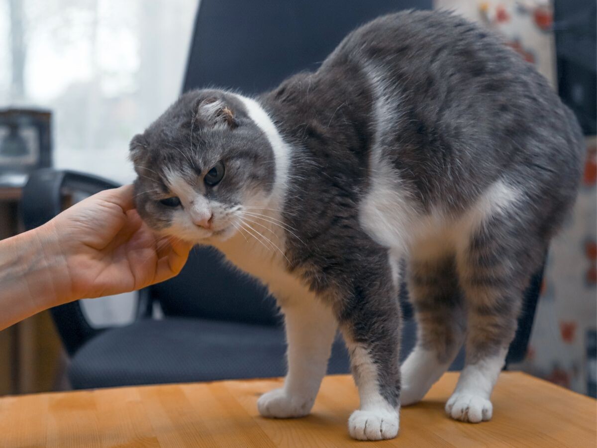 Кошка выгибает спину