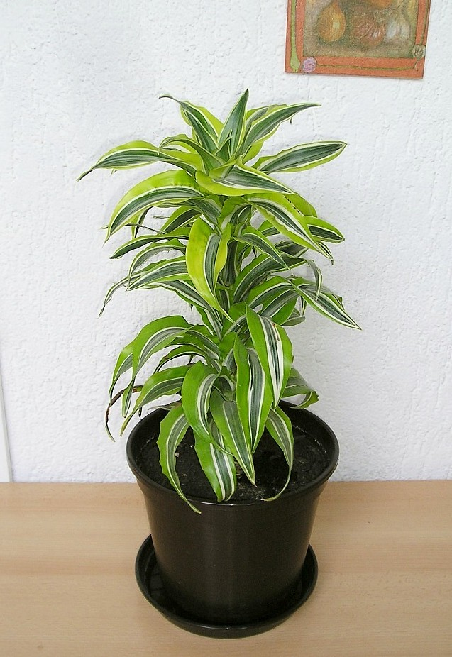Dracaena deremensis