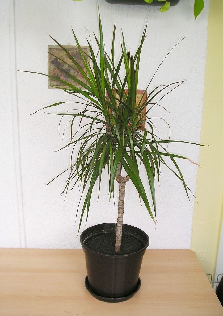 Dracaena marginata