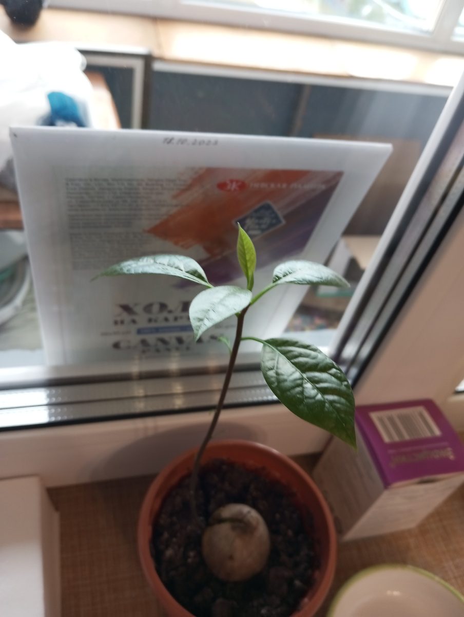 Каждый день после обеда включаю над подоконником специальную подсветку-лампу