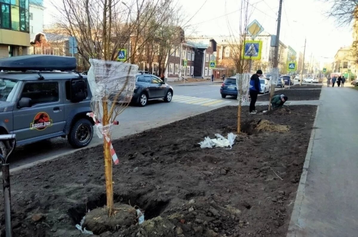    Власти потратят 13 млн на озеленение улицы Урицкого в Новосибирске