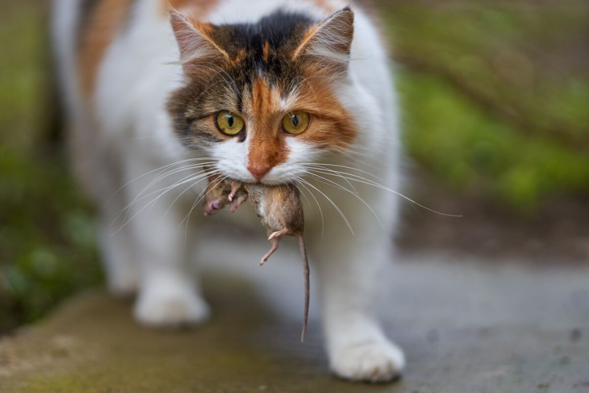 Кот поймал мышь 