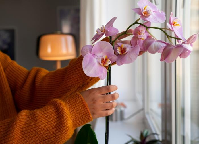 Хотите идеальную орхидею: вот что вы должны делать каждый день