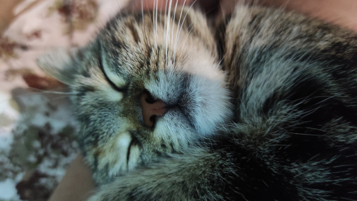 Охраняйте грядки где так притоптали томаты, ибо пушистики любят кучки разгребать для своих дел