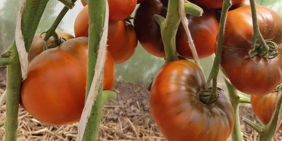 Я перепробовал сотни сортов помидоров без успеха: почему томат Леди Браун стал моим фаворитом (От скептика до фаната за один сезон)