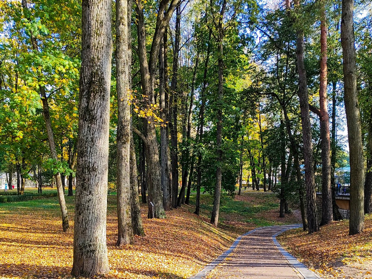 Дорожка к реке. 3 октября 2024