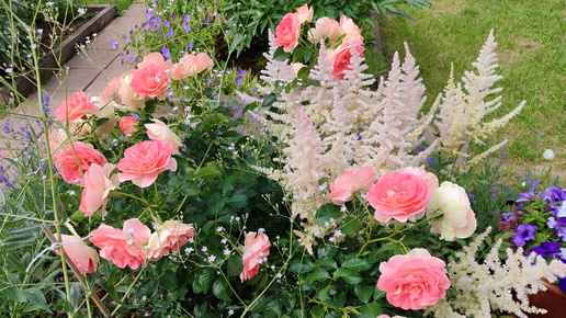 Дневник обрезки роз - ФЛОРИБУНДЫ (19.10)🌹. Обрезка многолетников и первые подзимние посевы