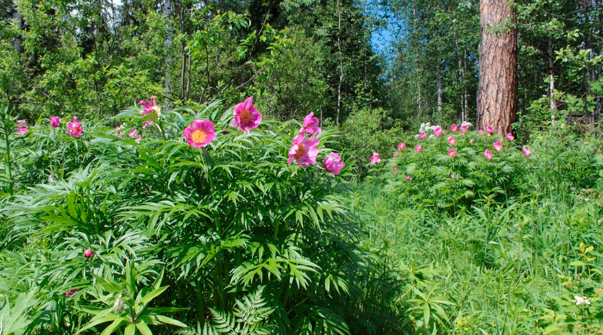 Пион уклоняющийся (Paeonia anomala)